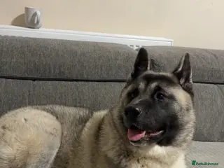 Akita dogs Kira the akita (female) - Advert 1