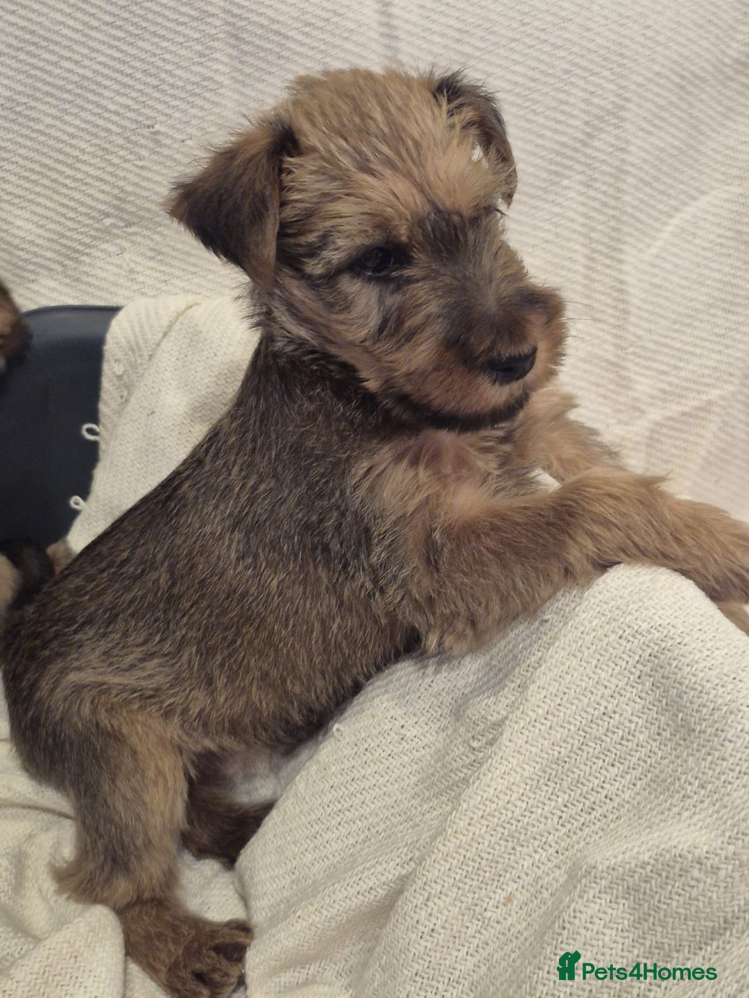 Irish Terrier dogs for sale: Home raised Irish terrier  - Image 16