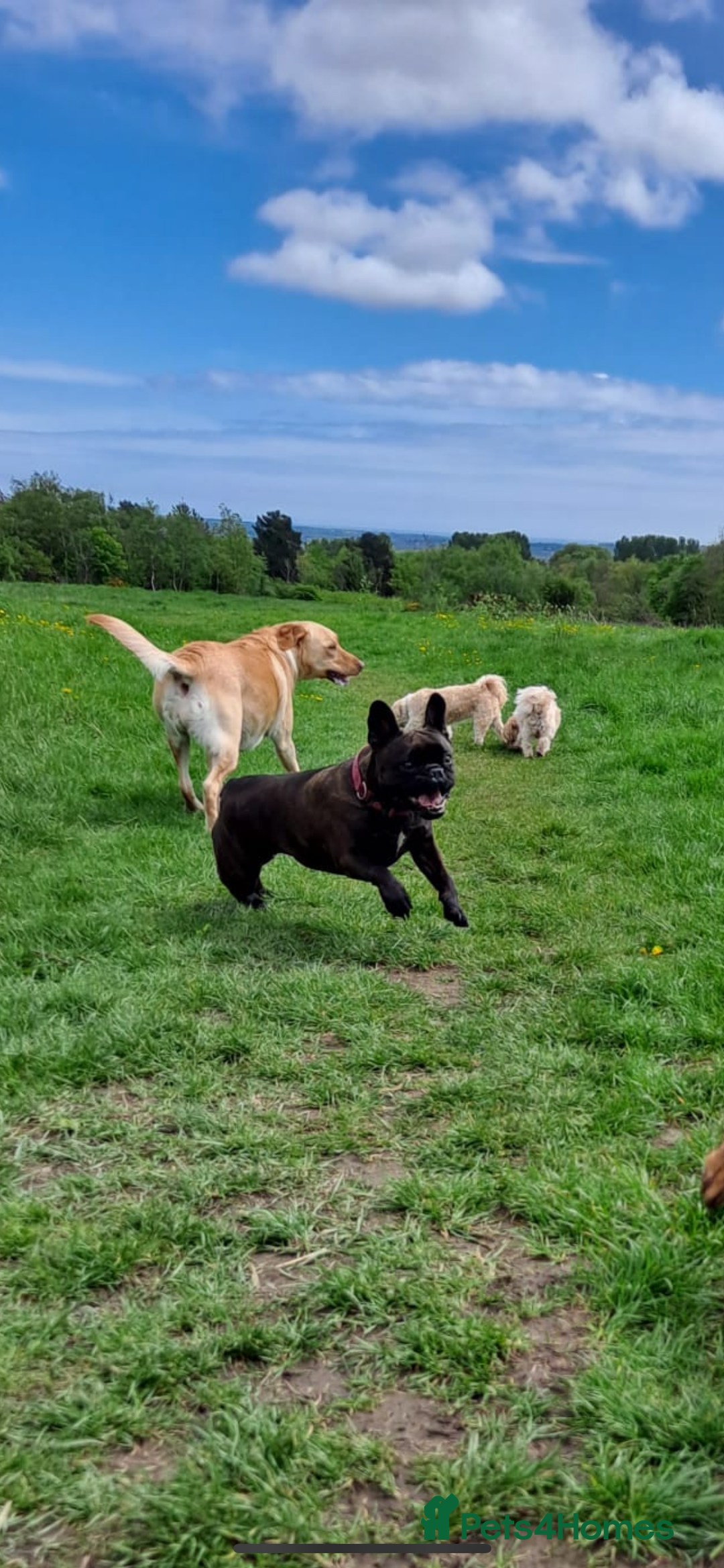 French Bulldog dogs for sale: French Bulldog - 7 years old  - Image 13