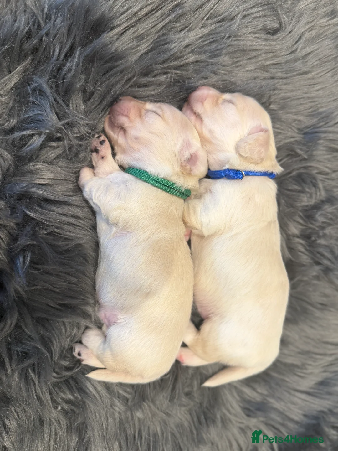 Miniature Dachshund dogs for sale: Exceptional KC Reg Miniature L/H Dachshund Puppies - Advert 14
