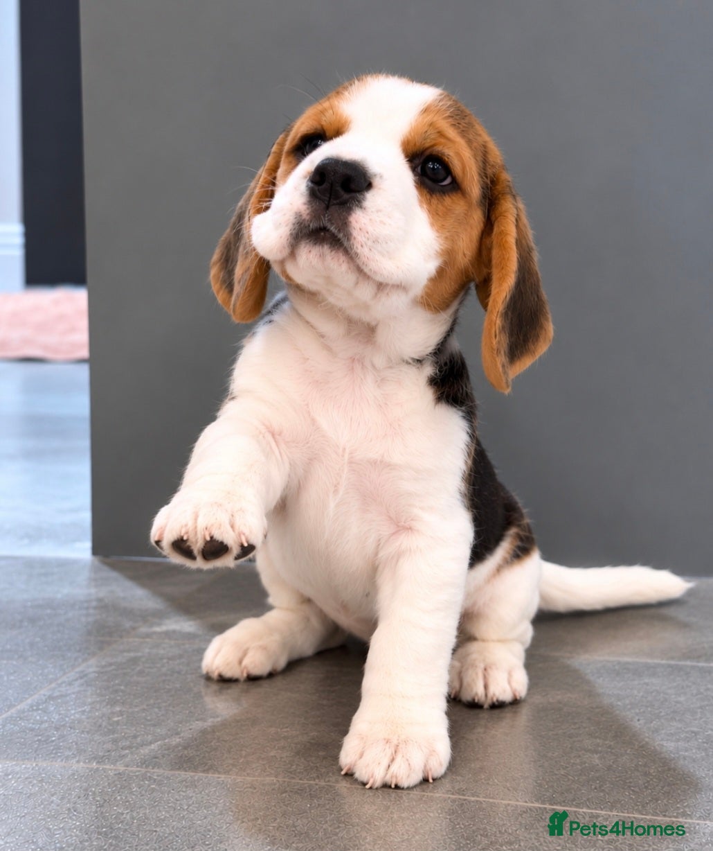 Beagle dogs Stunning Tri-Colour Beagle Puppies  - Advert 2