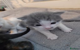 Domestic Shorthair cats for sale: 4 little fluff balls for sale adorable 💙💙 - Advert 13