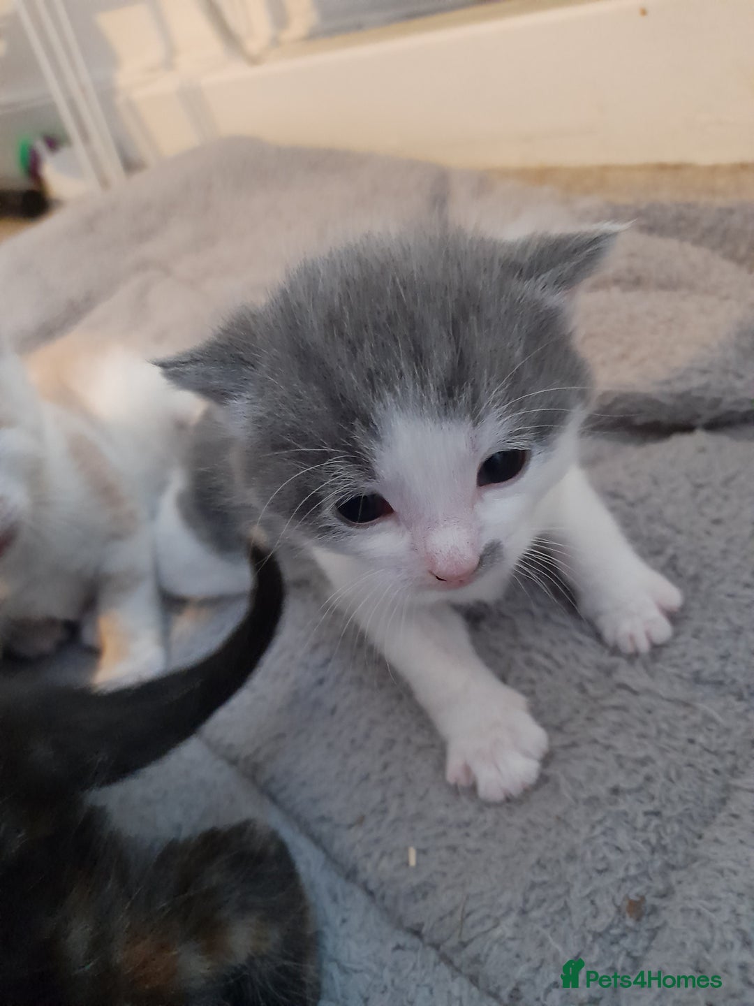 Domestic Shorthair cats for sale: 4 little fluff balls for sale adorable 💙💙 - Advert 13