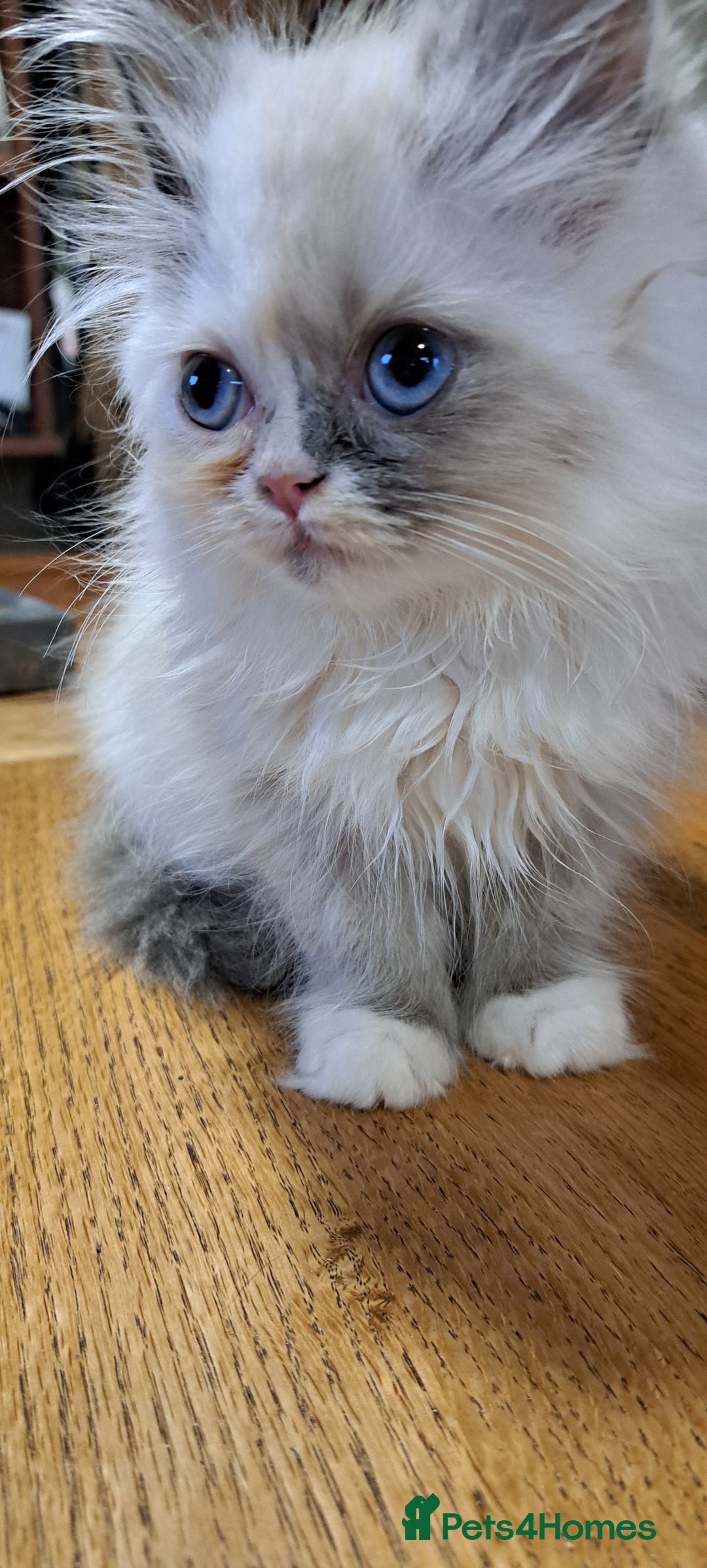 Ragdoll cats for sale: 2 ragdoll cross persian kittens - Advert 11