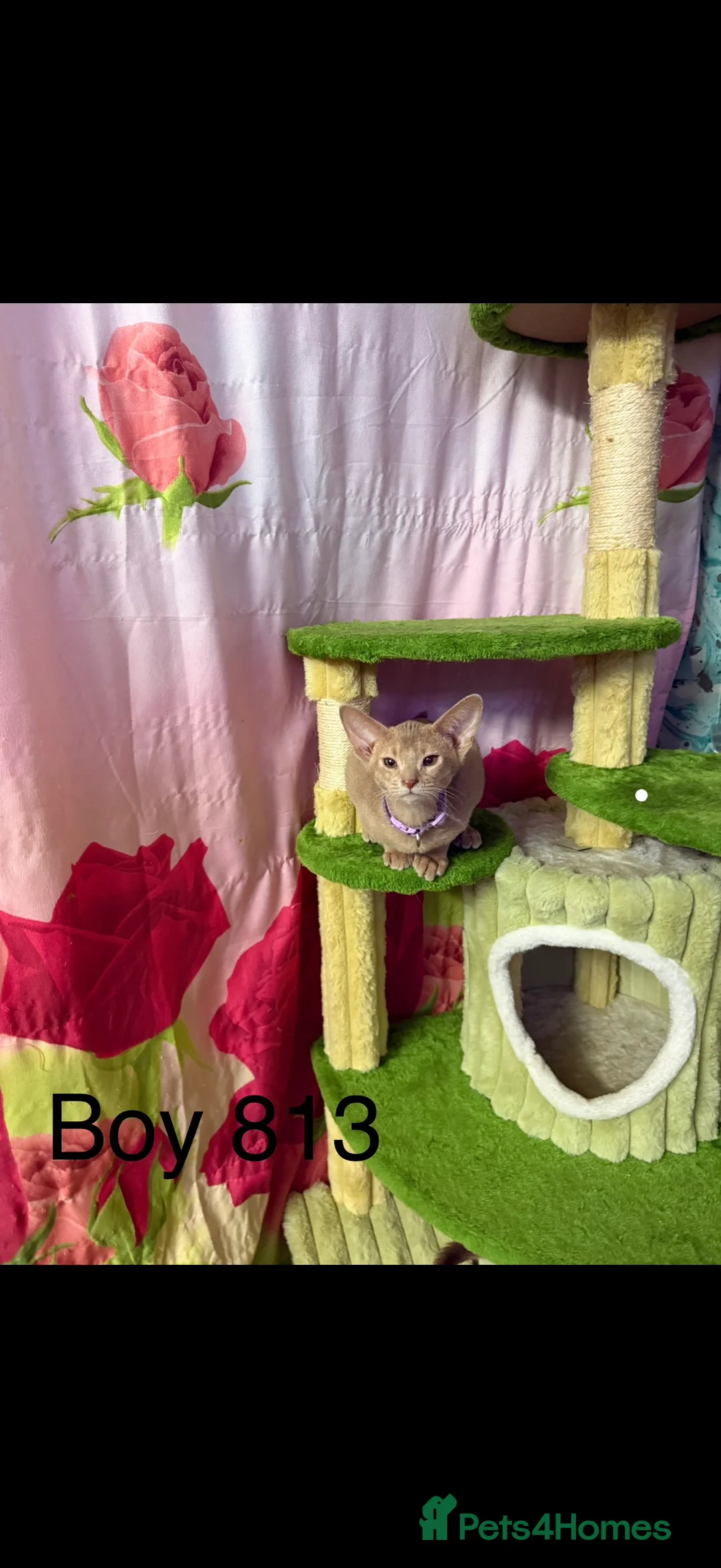 Abyssinian cats for sale: Ready for a new home - Advert 25