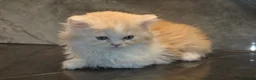 Scottish Fold cats for sale: Eight wee wonders seek mum/dad - Advert 6