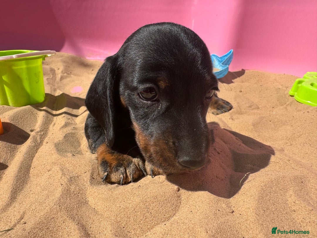 Miniature Dachshund dogs for sale: KC, PRA Clear Miniature Dachshund Puppies - Image 16