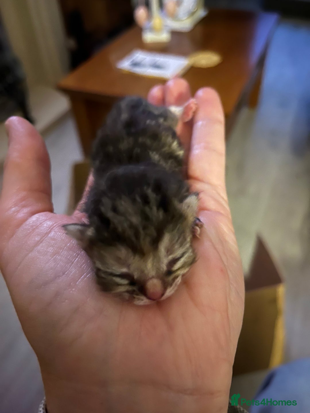 Domestic Shorthair cats for sale: Litter of 9 Beautiful Kittens - Image 2