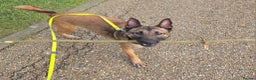 Belgian Shepherd Dog dogs for sale: Belgian Malanois for re-homing - Advert 1