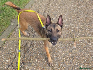 Belgian Shepherd Dog dogs Belgian Malanois for re-homing - Advert 4