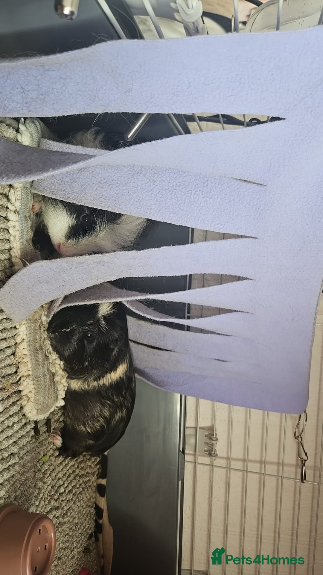 Guinea Pig rodents for sale: 2 male guinea pigs 1 year old - Advert 7
