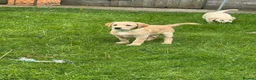 Labrador Retriever dogs for sale: Stunning chunky Labrador puppies - Advert 2