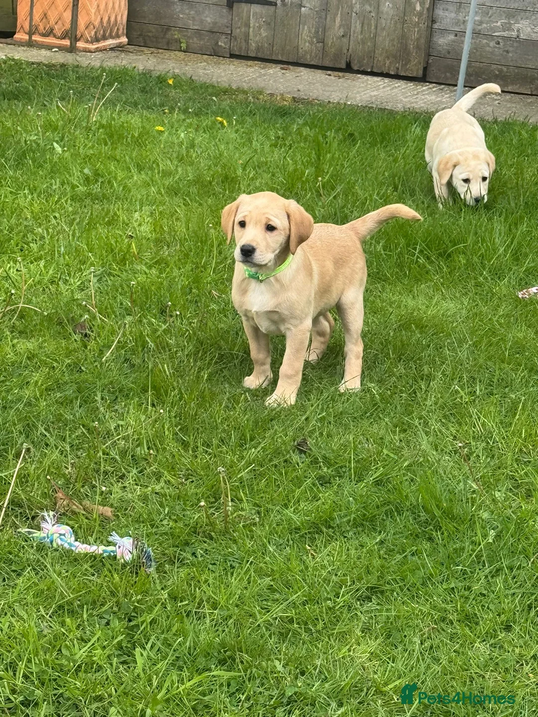 Labrador Retriever dogs for sale: Stunning chunky Labrador puppies - Advert 2