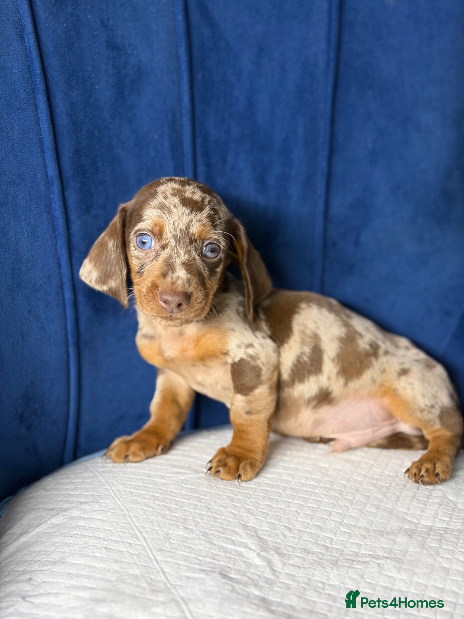 Miniature Dachshund dogs Miniature Dachshunds  - Advert 2