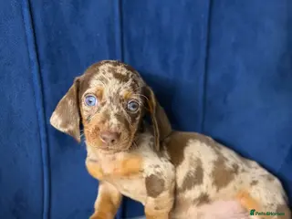 Miniature Dachshund dogs Miniature Dachshunds - Advert 1