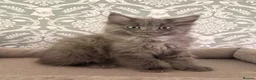 Ragcoon cats for sale: Last of litter affectionate playful Ragcoon baby  - Advert 4
