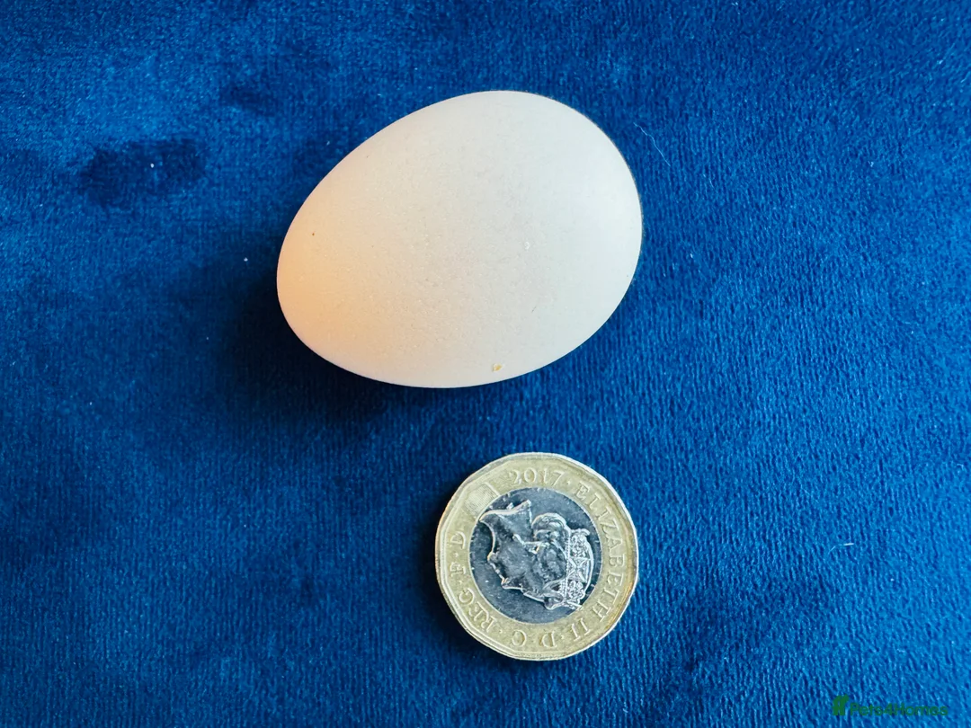 Chickens poultry for sale: Malaysian Serama fresh hatching eggs  - Advert 4