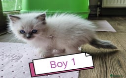 Ragdoll cats for sale: The last three cuddles - Image 10