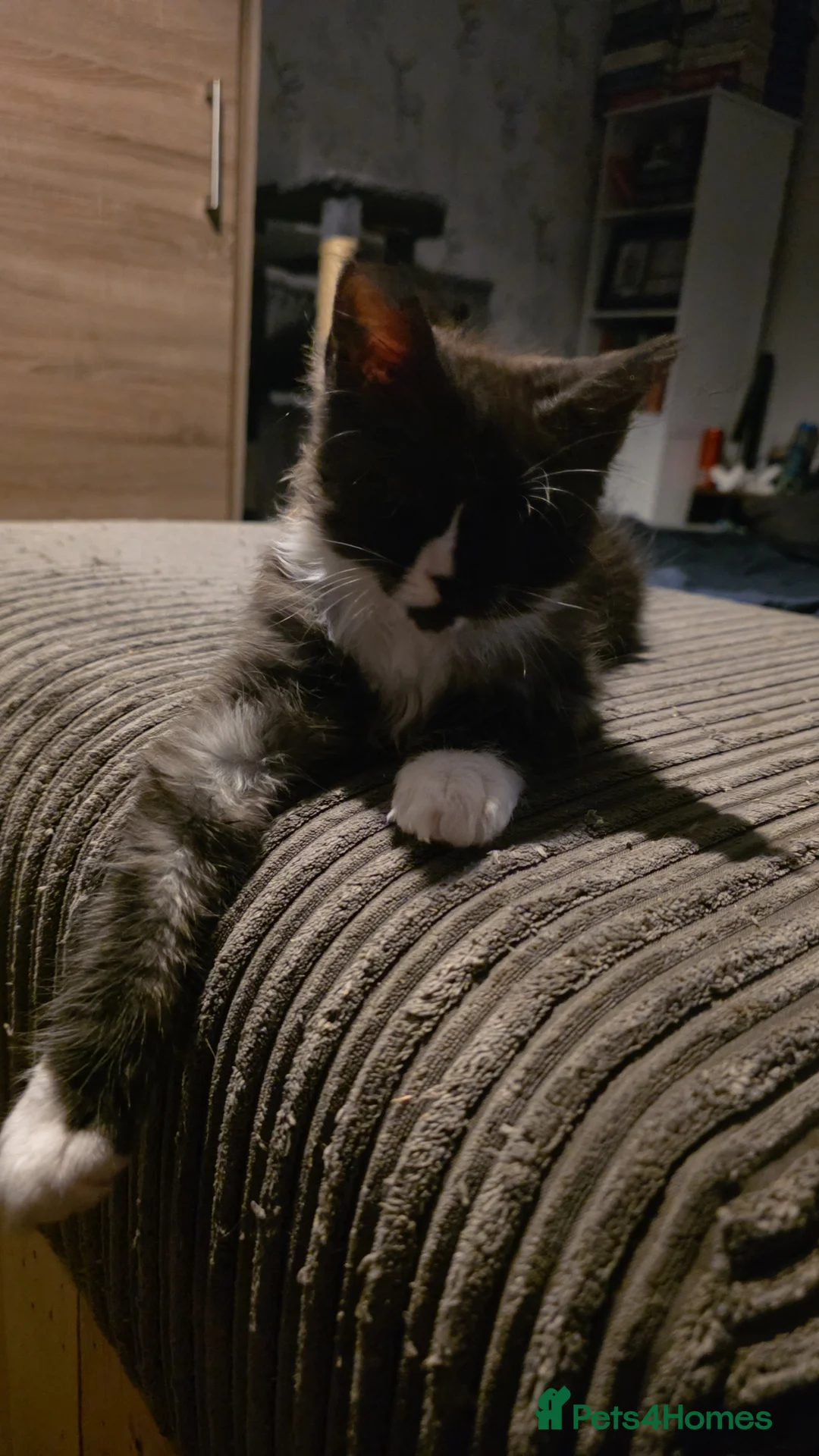 Maine Coon cats for sale: Beautiful Maine Coon Kitten *ready march 2026** - Advert 2