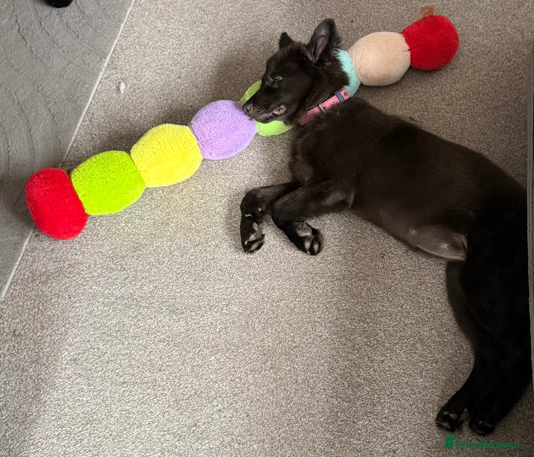 Mixed Breed dogs for sale: 5 month old GSD/Husky/Staffordshire Mixed - Image 3
