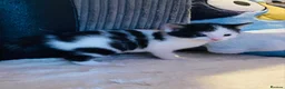 Mixed Breed cats for sale: 5 Gorgeous Bengal x kittens  - Advert 8