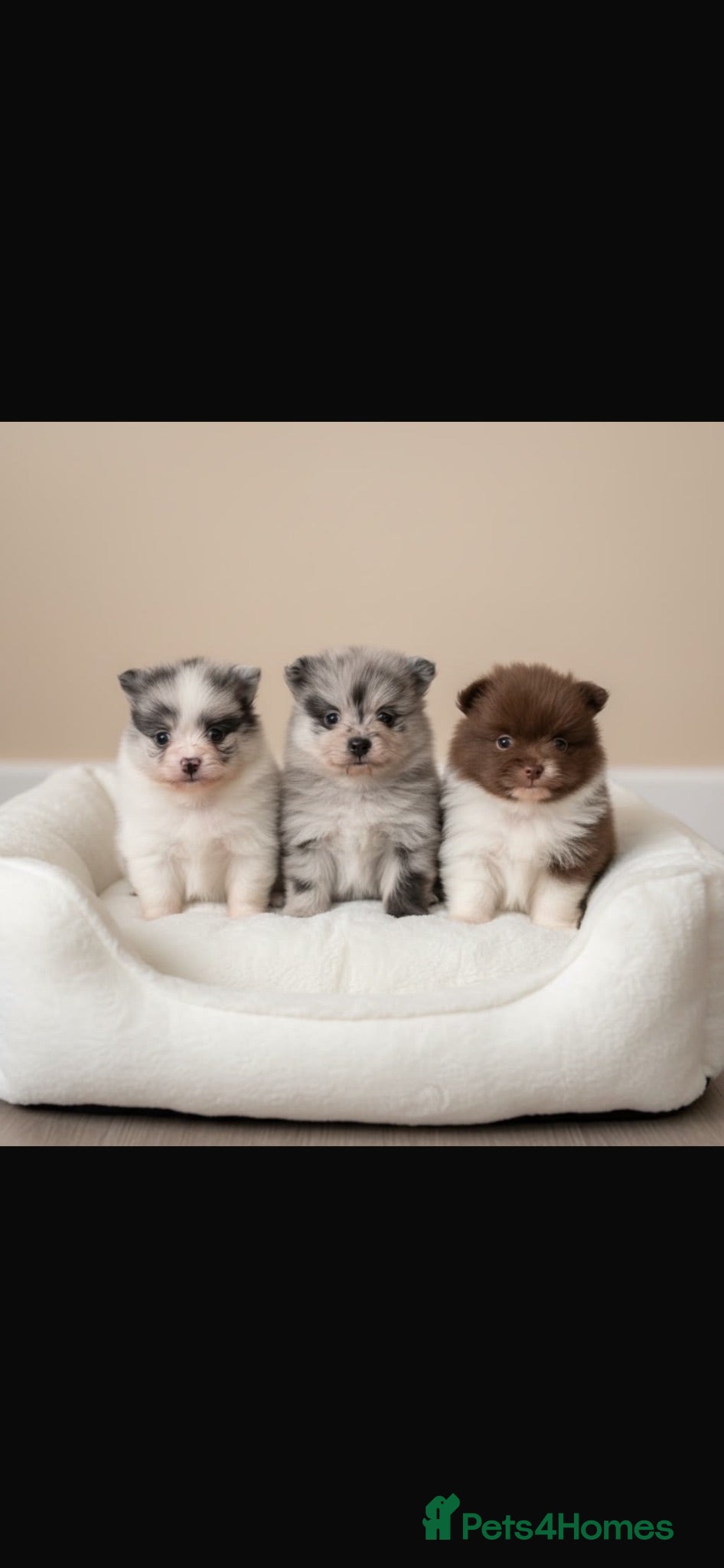 Pomeranian dogs Rare colours Pomeranians  - Advert 9