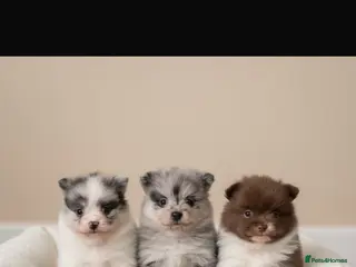 Pomeranian dogs Rare colours Pomeranians - Advert 4