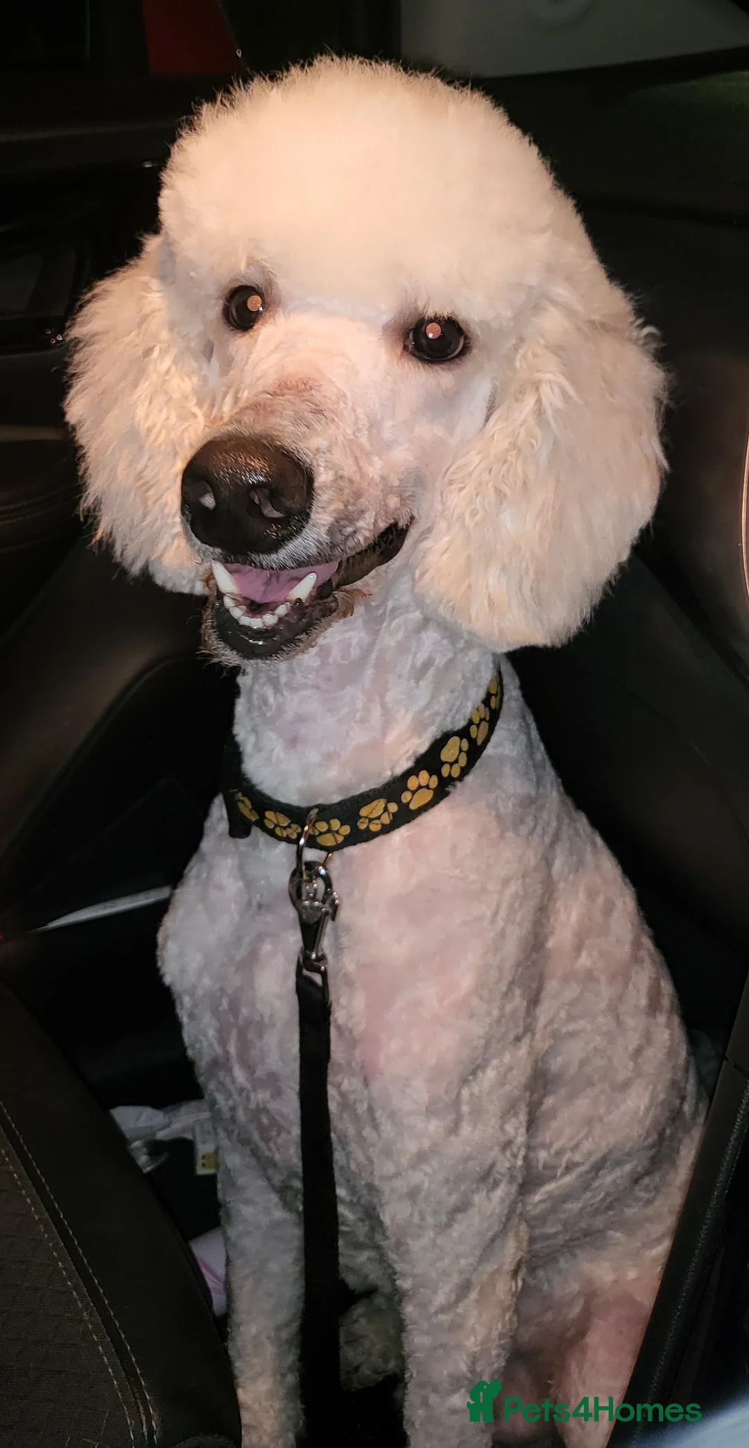 Poodle dogs for stud: K.C Reg Standard Poodle for Stud  in Chesterfield - Advert 1