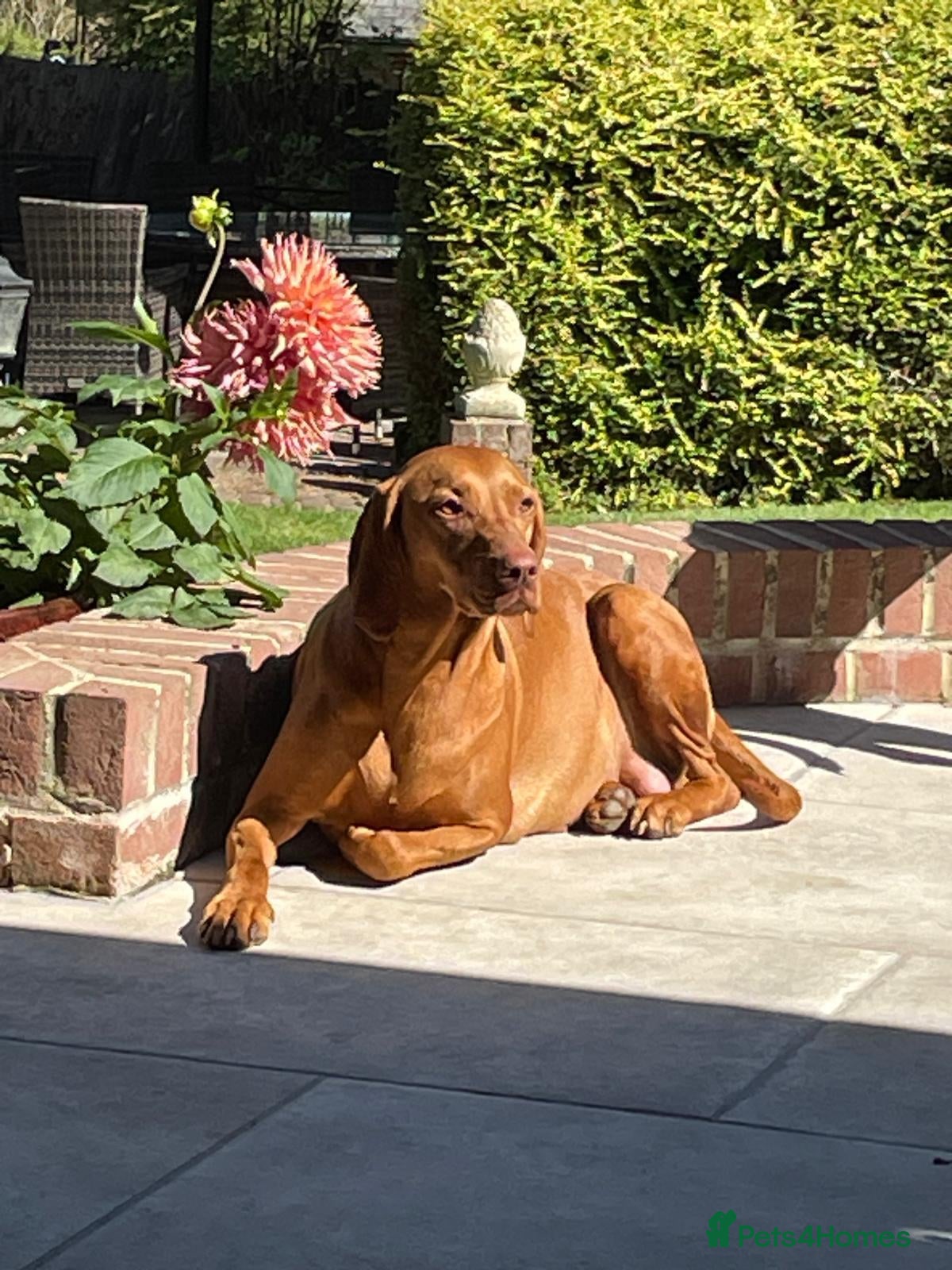 Hungarian Vizsla dogs Beautiful Hungrian Vizsla Pups for sale - Advert 1