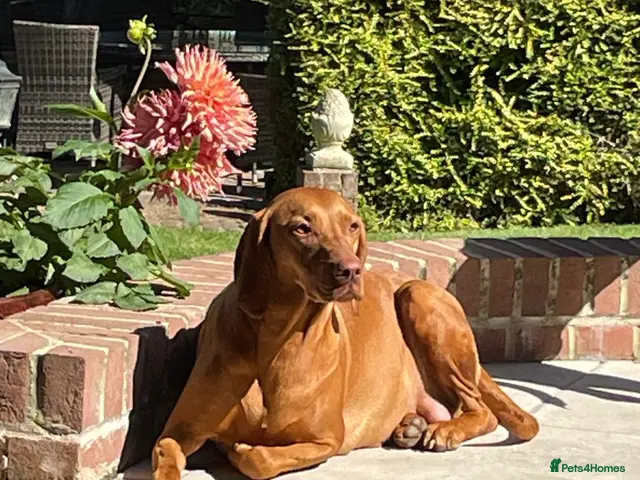 Hungarian Vizsla dogs for sale: Beautiful Hungrian Vizsla Pups for sale - Advert 1