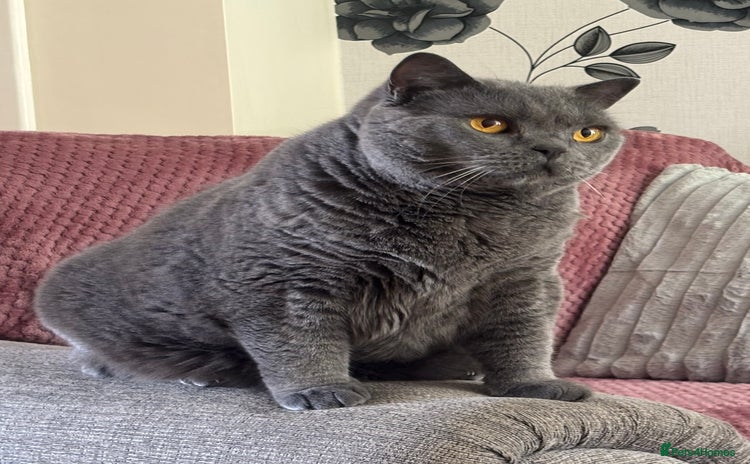 British Shorthair cats - Advert 7
