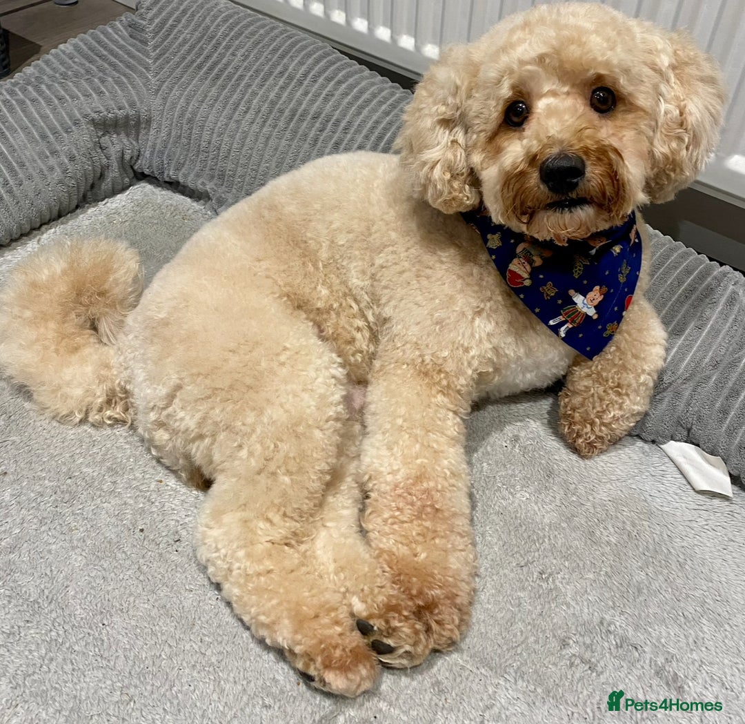 Poochon dogs for sale: 7 year old Male Poochon   - Image 2