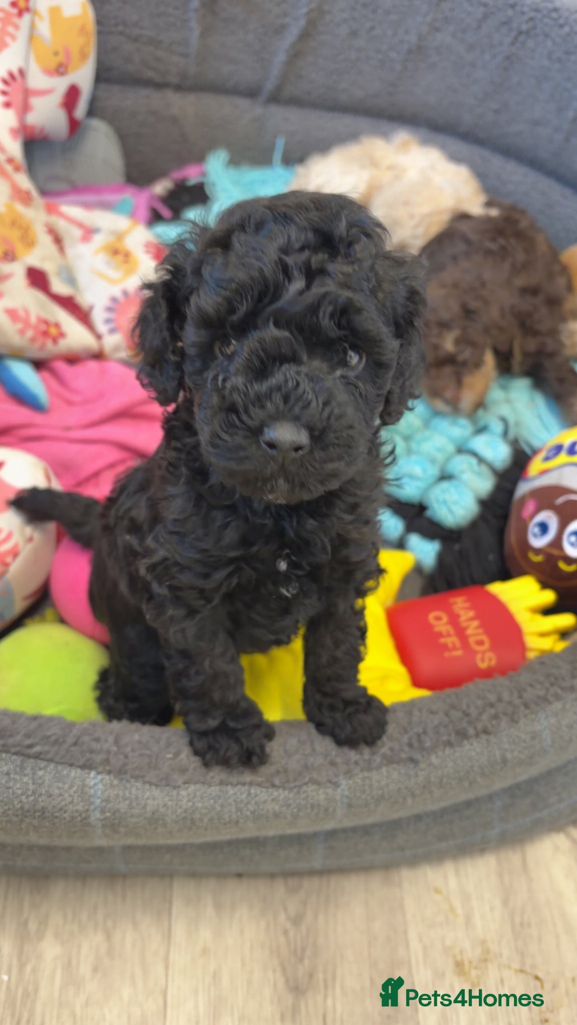 Toy Poodle dogs 3 toy poodles - Advert 2