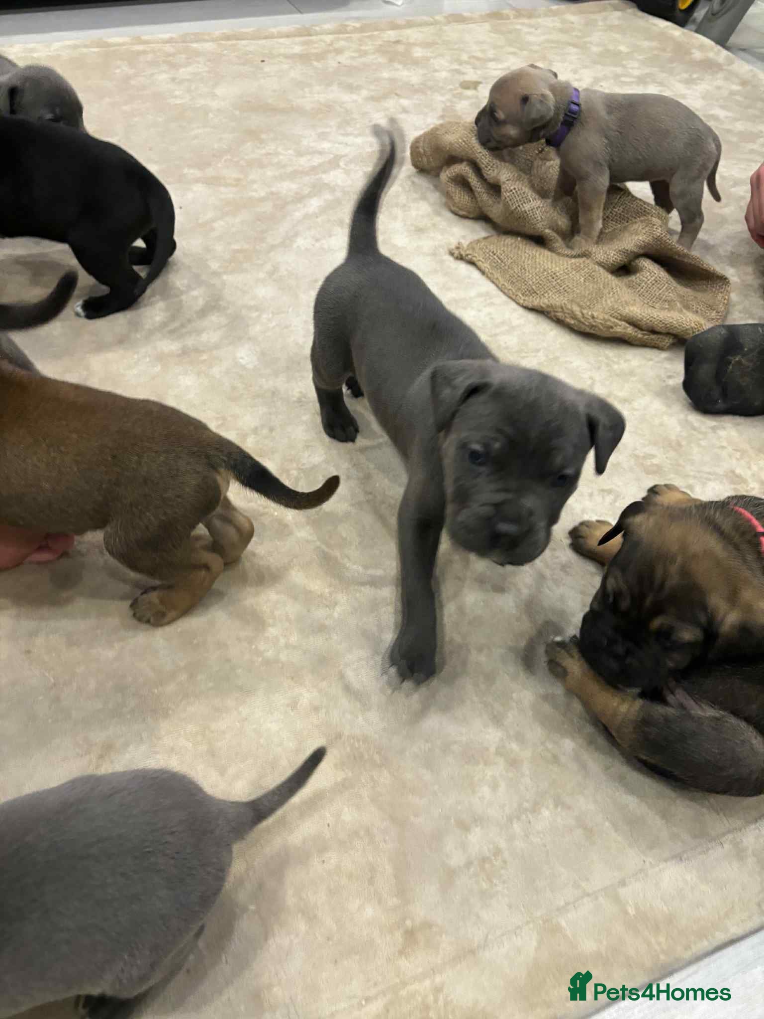 Cane Corso dogs ICF/ICCF Champion 6th GENERATION Cane Corso pups - Advert 7