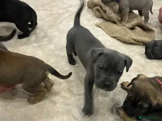 Cane Corso dogs ICF/ICCF Champion 6th GENERATION Cane Corso pups - Advert 7