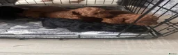 Toy Poodle dogs for sale: extensively health tested Stunning toy poodles  - Advert 13