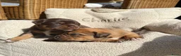 Mixed Breed dogs for sale: Beautiful Dachshund Cross Puppies in Carmarthen - Advert 4