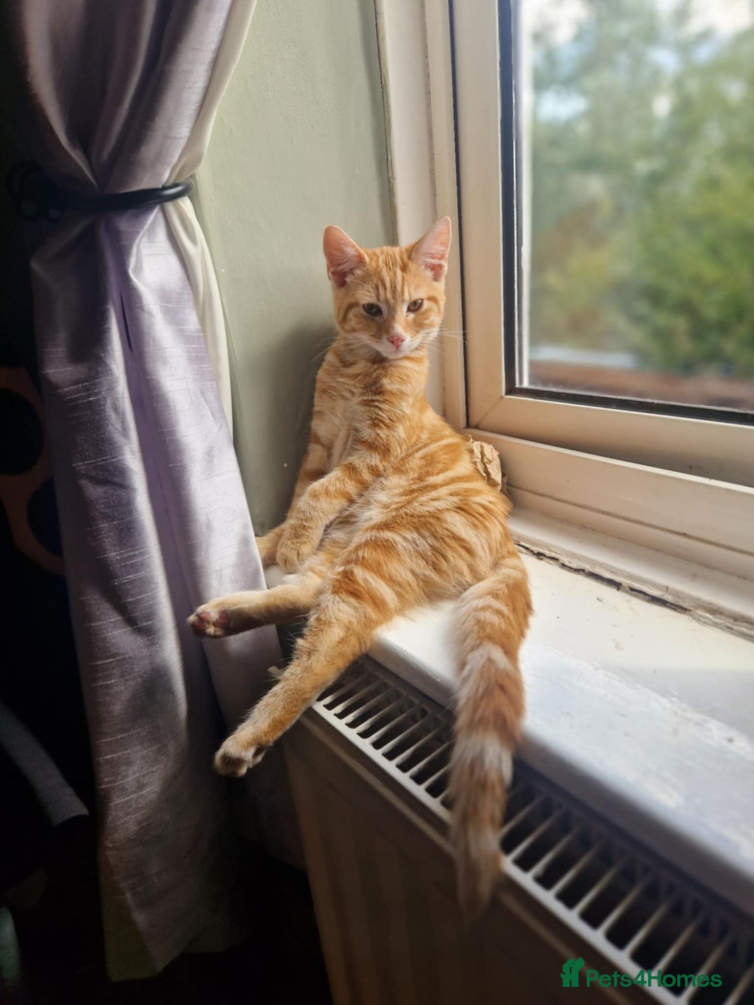 Maine Coon cats for sale: Maine coon x kittens - Image 2