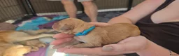 Golden Retriever dogs for sale: Beautiful Golden Retriever Pups - Advert 7