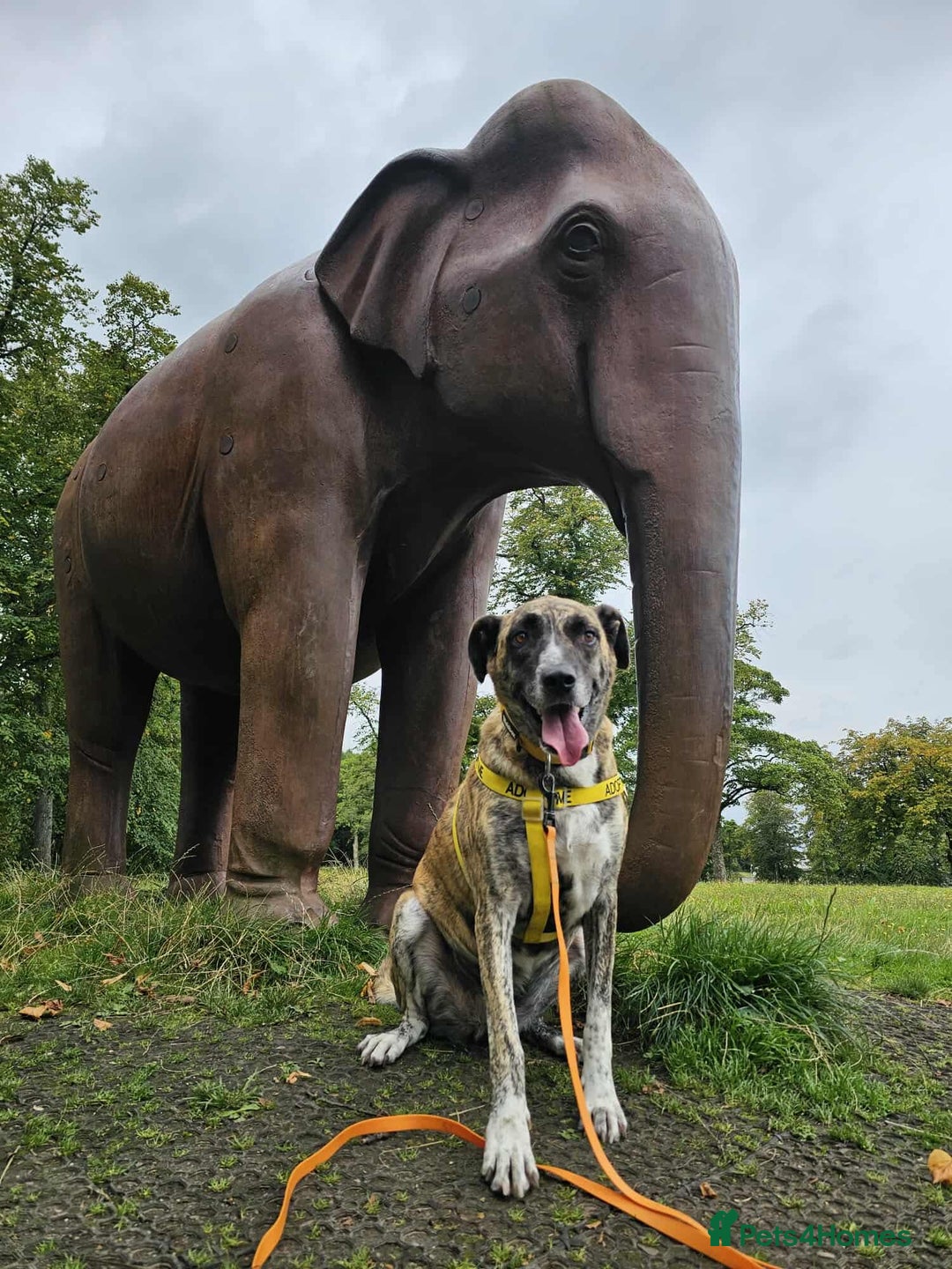 Mixed Breed dogs for adoption: Keira A gentle giant with a goofy grin needs home  - Image 7