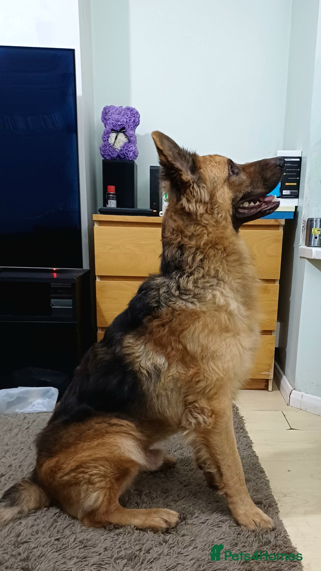 German Shepherd dogs for sale: German Shepherd Puppies - Advert 2