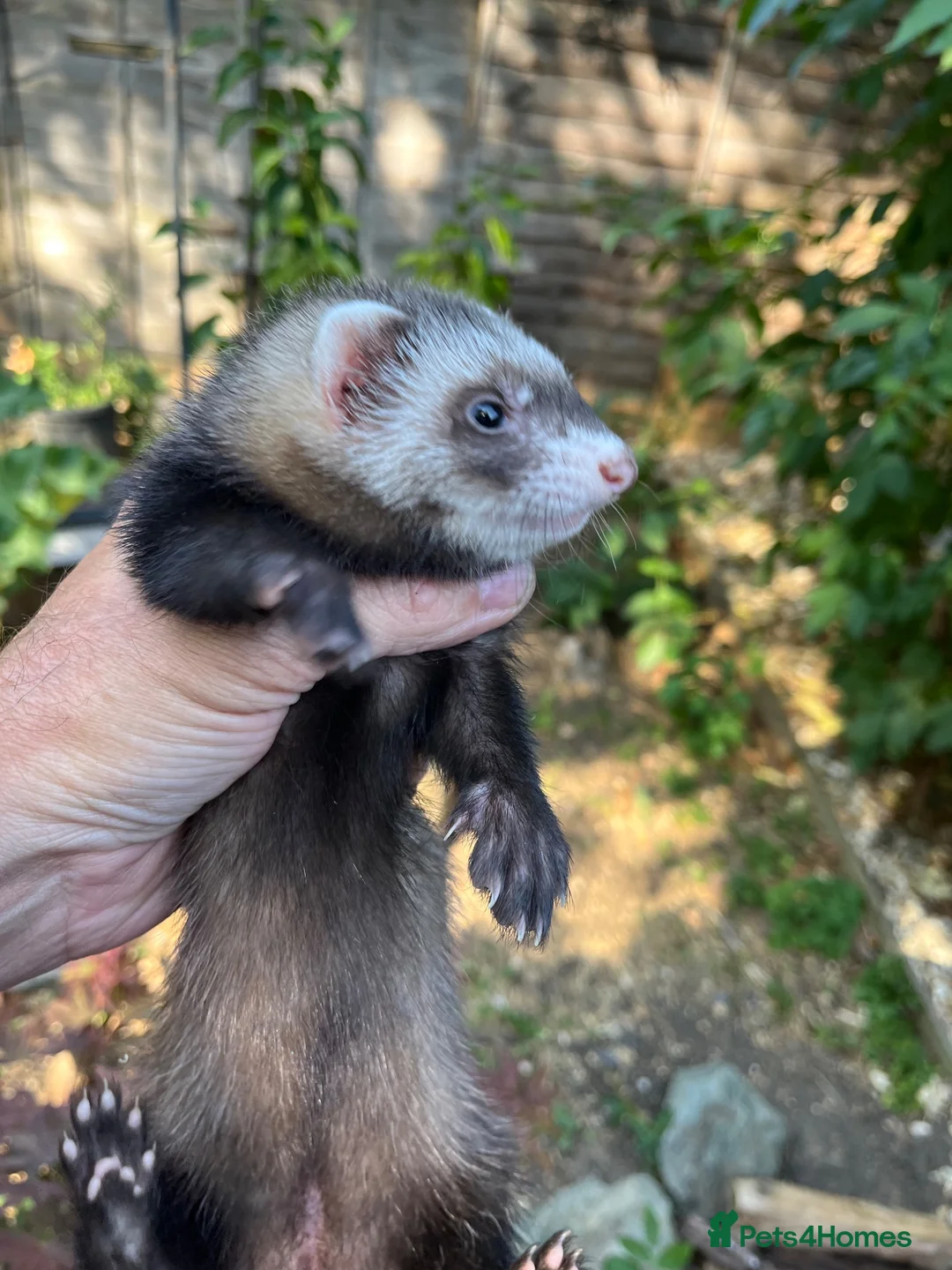 Ferret rodents for sale: Ferrets ready to leave now - Advert 1