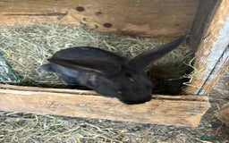 New Zealand rabbits for sale: 8 week old New Zealand Rabbits for sale - Image 5