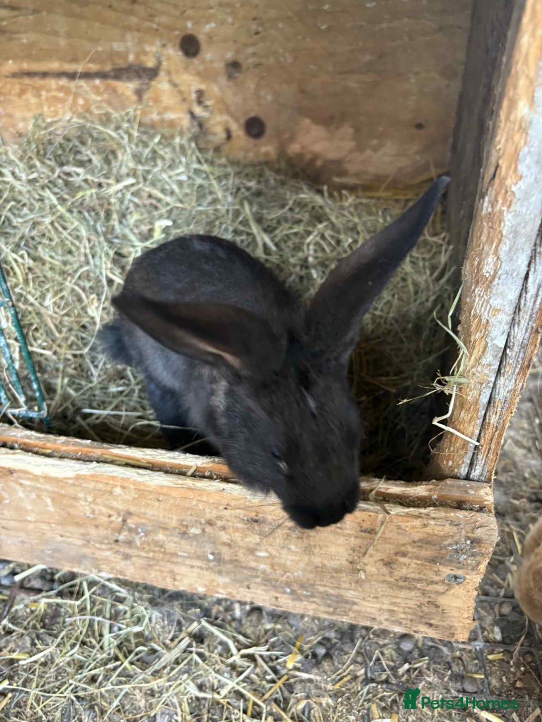 New Zealand rabbits for sale: 8 week old New Zealand Rabbits for sale - Image 5