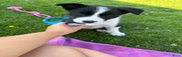 Border Collie dogs for sale: 5 beautiful, playful bordercollie puppies - Advert 4