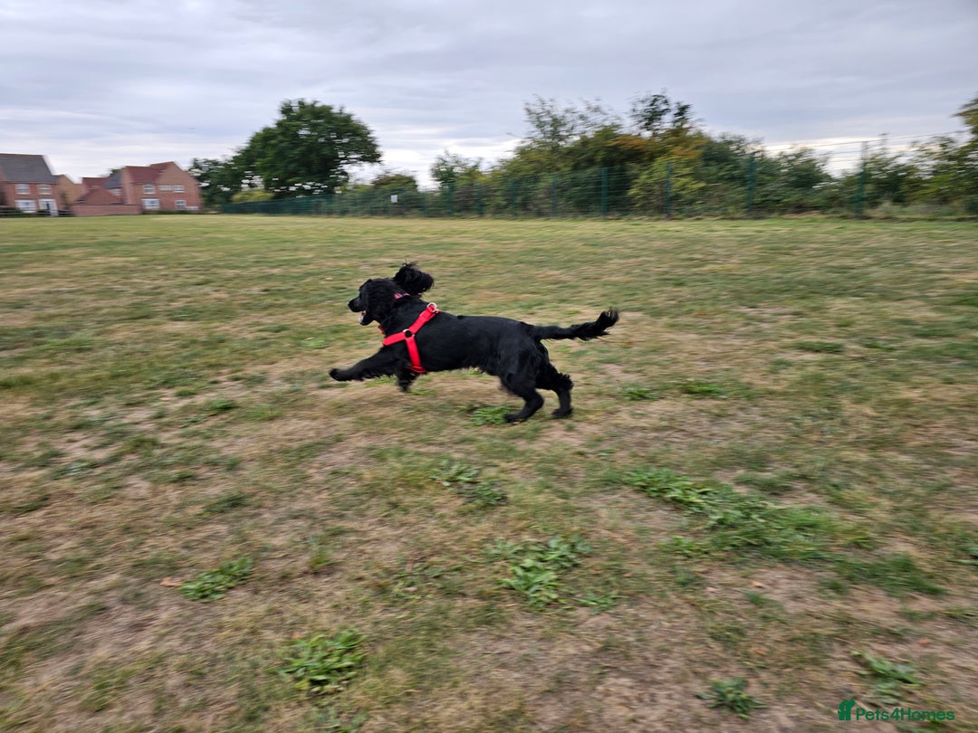 Cocker Spaniel dogs for sale: One year old Cocker Spanial - Advert 2