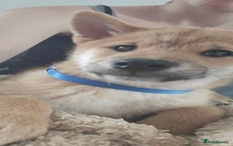 Japanese Shiba Inu dogs for sale: Stunning Shibas  in Llanybydder - Image 27