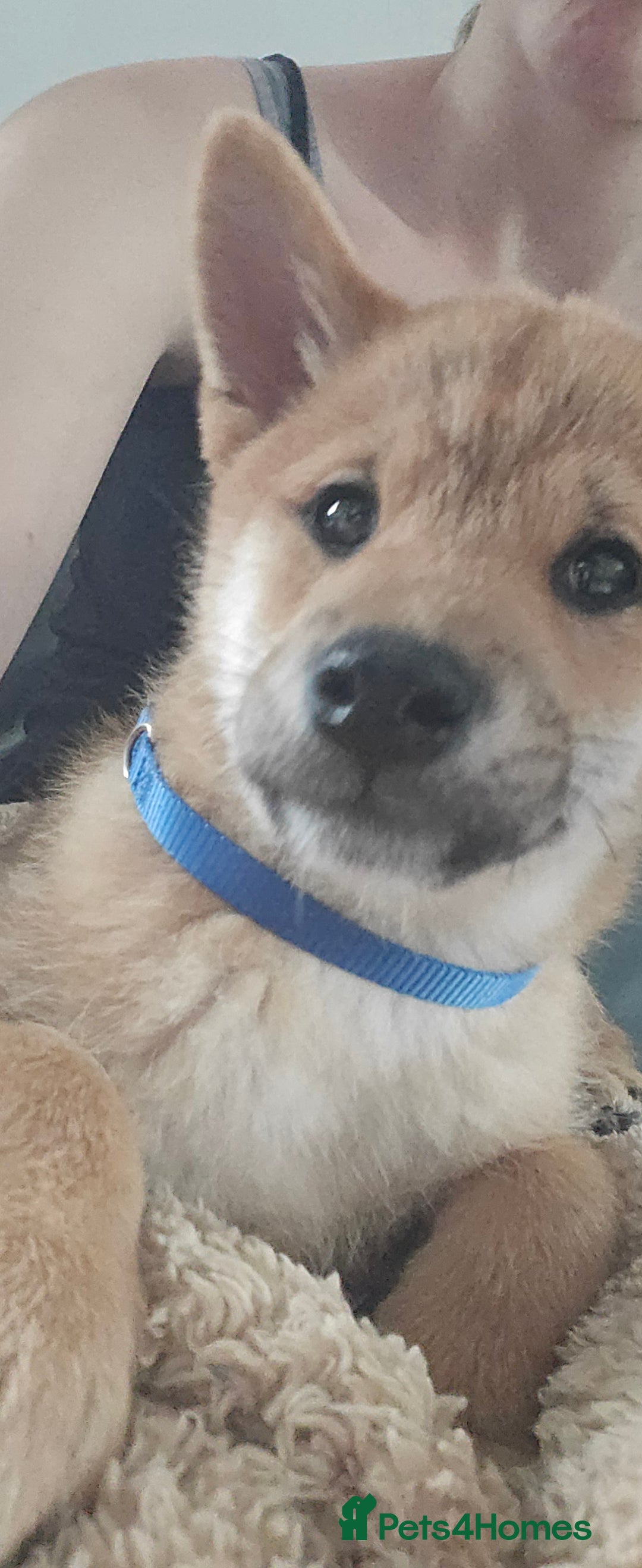 Japanese Shiba Inu dogs for sale: Stunning Shibas  in Llanybydder - Image 27