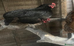 Chickens poultry for sale: Maran / silkie / Brahma / ISA brown  - Image 6