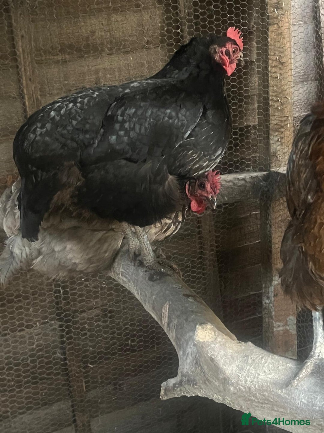 Chickens poultry for sale: Maran / silkie / Brahma / ISA brown  - Image 6